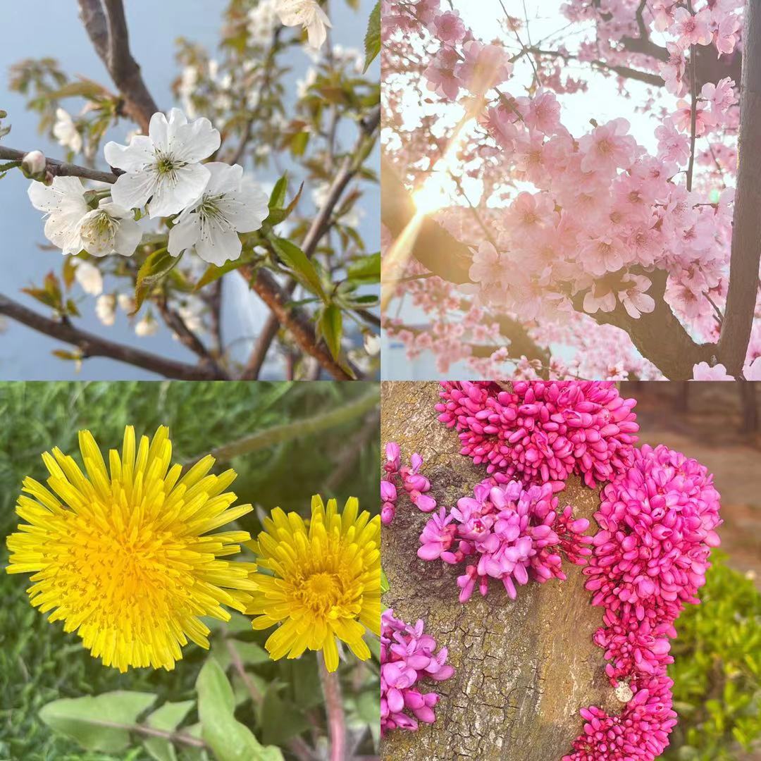 ������Ӫ������+����+����ע���� ��ᰮ����������� �ñȷ紥��������¶� ��ľվ�������� һ�仨�ڴ���һ�仨�������� Ը������ ʼ�������ſɰ����� Ը��������ĵĴ�Ц����.jpg